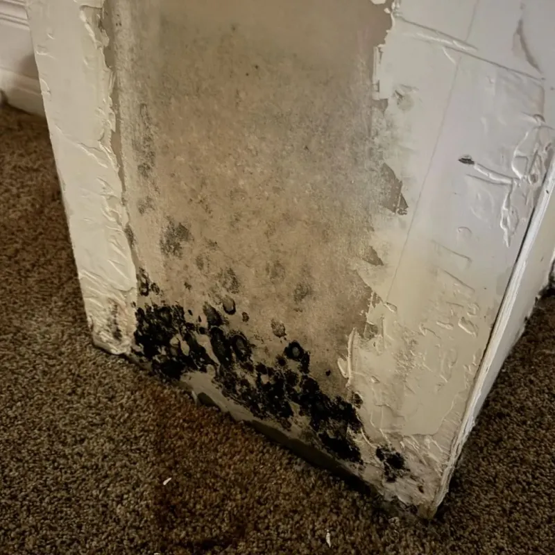 Professional Mold Removal in Bells, TX
